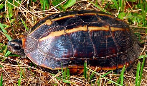 Conservation Biology of Freshwater Turtles and Tortoises: A Compilation Project Geoemydidae of the IUCN/SSC Melanochelys Tortoise and Freshwater tricarinata Turtle Specialist Group 025.1 A.G.J.