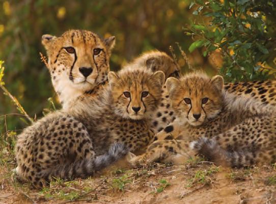 Social Behavior Cheetah Anatomy SMALL HEAD Unless they are raising cubs, female cheetahs are solitary, which means they live on their own.