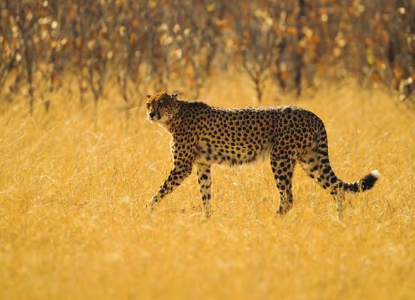 TEAR MARKS FLEXIBLE SPINE SPOTTED FUR LONG LEGS 7 DISCOVERY BADGE Terrific Territory Cheetahs are known for the dark spots that cover their fur.