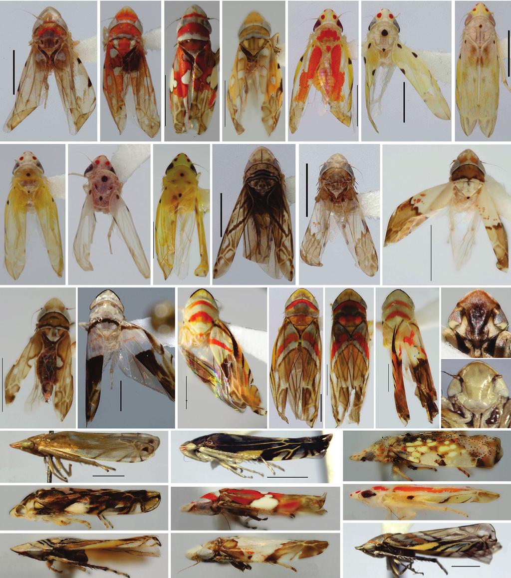 South American leafhoppers of the tribe Typhlocybini 525 39 40 41 42 43 44 45 46 47 48 49 50 51 58 59 52 53 54 55 56 57 60 61 62 63 64 65 66 67 68 Figures 39-68.