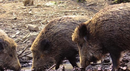 Every evening wild boars build a soft nest out of leaves, twigs or dry grass for sleeping.