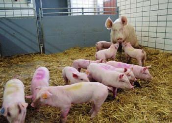 To avoid this, stall engineers developed a farrowing create for the time around the birth.