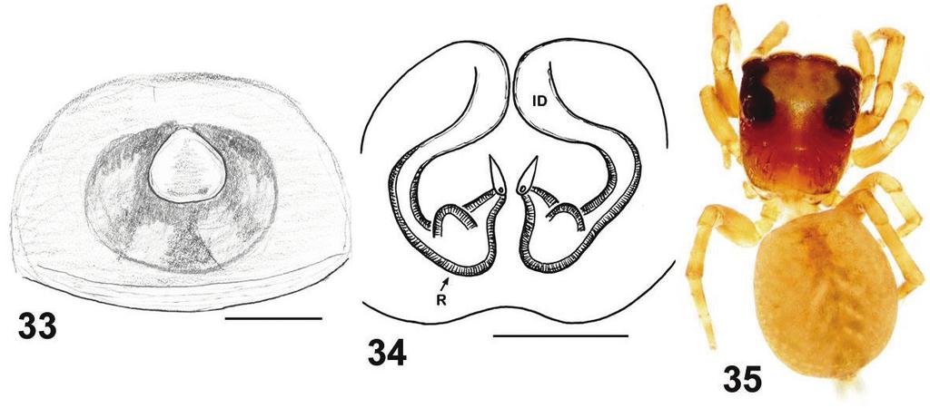 Taxonomic notes on Eupoa 73 Figures 33 35. Copulatory organs and somatic characters of Eupoa daklak sp. n. 33 epigyne, ventral view 34 vulva, dorsal view 31 female body, dorsal view.