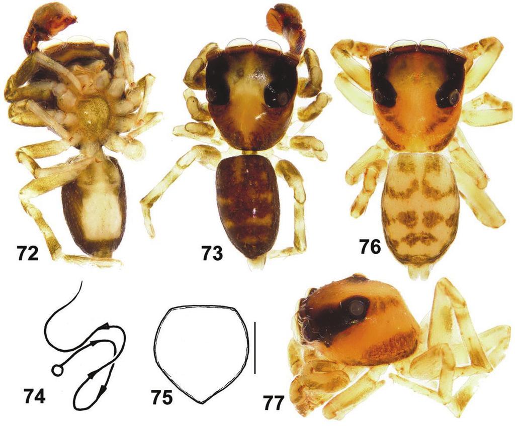 Taxonomic notes on Eupoa 81 Figures 72 77. General appearance and somatic characters of Eupoa prima ( holotype and allotype).