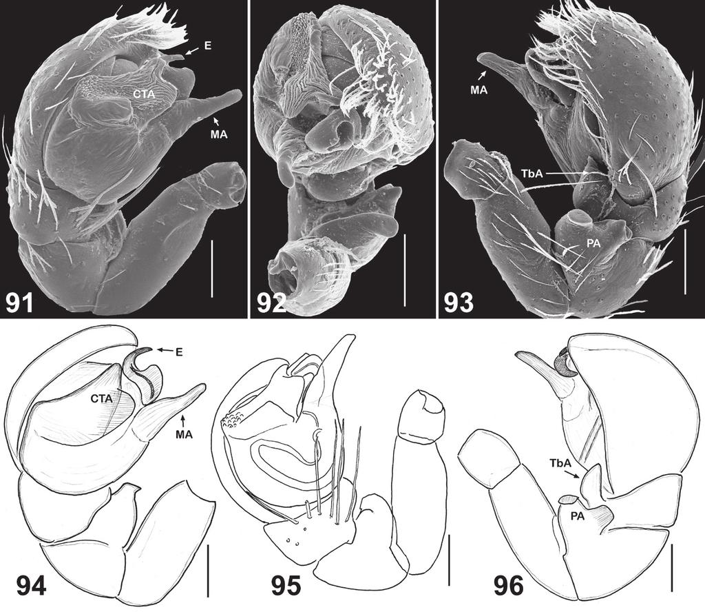 84 Dmitri V. Logunov & Yuri M. Marusik / ZooKeys 410: 63 93 (2014) Figures 91 96. Copulatory organs of Eupoa pulchella sp. n. (91 93, the holotype; 94 96, paratype).