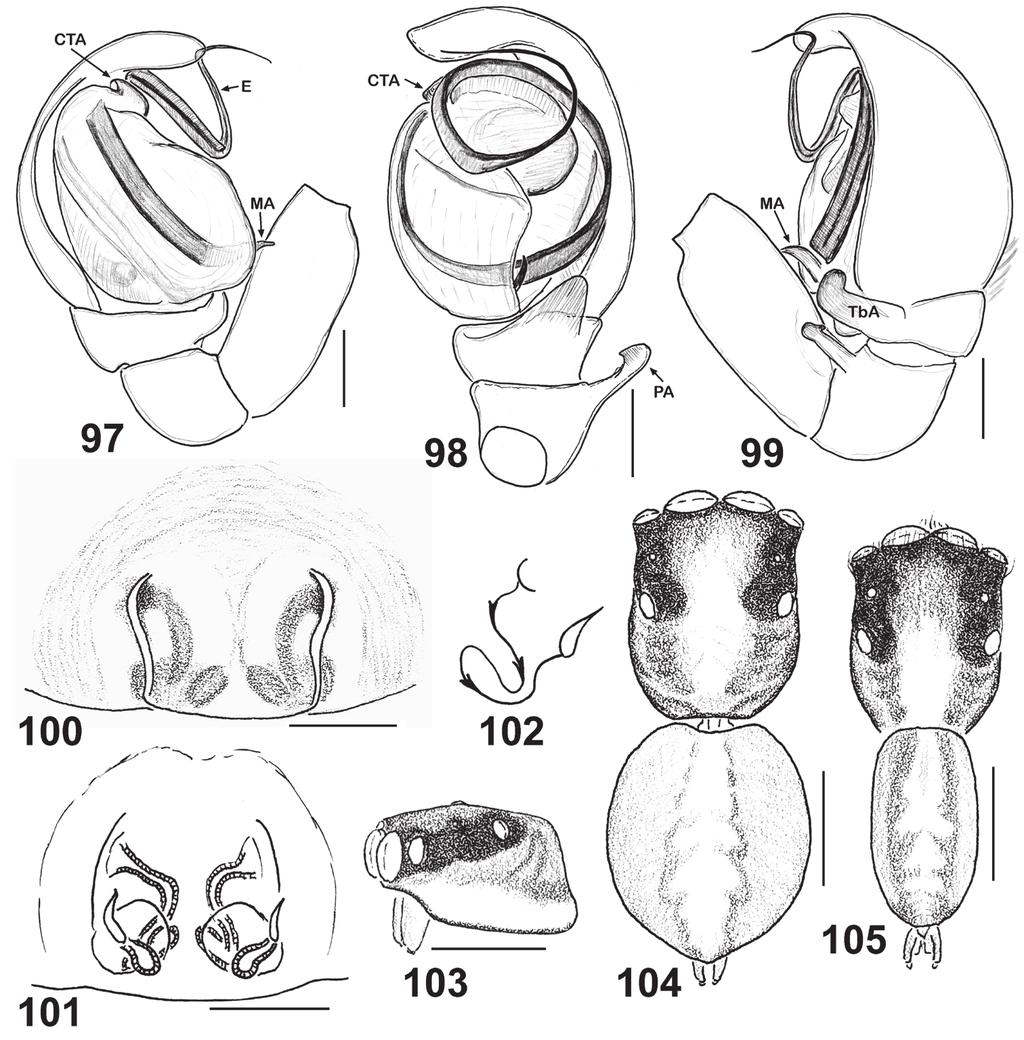 86 Dmitri V. Logunov & Yuri M. Marusik / ZooKeys 410: 63 93 (2014) Figures 97 105. Copulatory organs and somatic characters of Eupoa schwendingeri sp. n. ( and paratypes).
