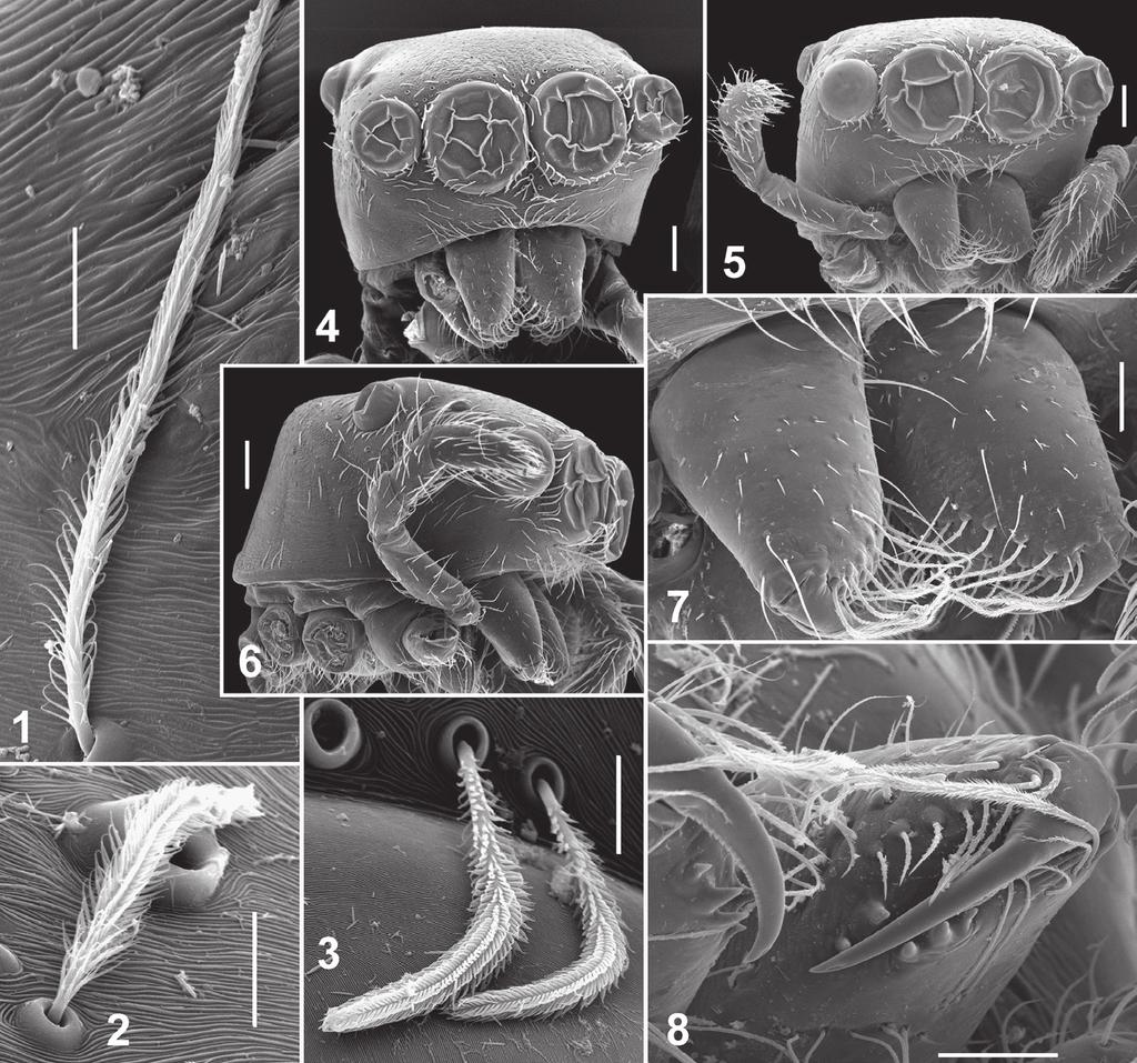 66 Dmitri V. Logunov & Yuri M. Marusik / ZooKeys 410: 63 93 (2014) Figures 1 8. Somatic characters of Eupoa lehtineni sp. n. 1 3 plumose scales on female carapace.