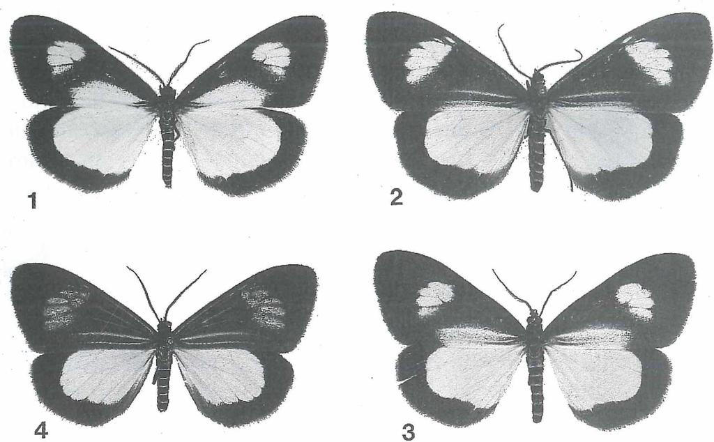 7 Fig. 1: Nyctemera kebeae kebeae (Bethune-Baker, 1904), $ (Papua New Guinea, Saiko, Bubu River). Fig. 2: N. kebeae intermedia subspec. nov., $ (Irian Jaya, Star Mountains, Abmisibil, holotype). Fig. 3: N.