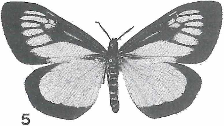 Fig. 5: N. warmasina (Bethune-Baker, 1910), $ (Irian Jaya, Arfak Mountains, Anggi-lakes). Uncus elongate beak-shaped with a keel. This keel arched, rising just behind the blunt top of uncus (fig. 6a).