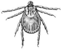 TICKS There are more than 800 species of ticks belonging to two families: the soft ticks (family Argasidae, 160 species) and the hard ticks (family Ixodidae, 650 species).