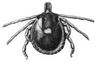 9 Black-legged tick (Ixodes scapularis). Figure 3.7 Winter tick (Dermacentor albipictus). Source: Peter Carrington The lone star tick, Amblyomma americanum, (Figure 3.