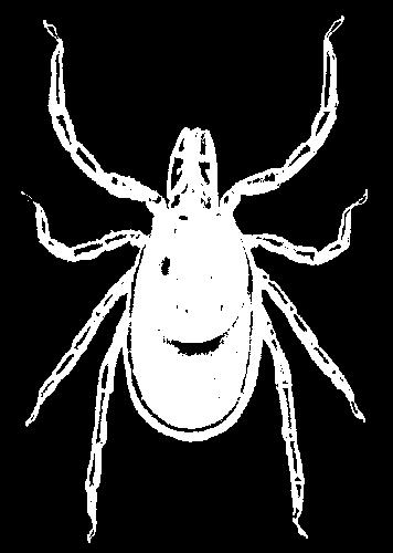 The tick gets its name from the bright, lone star-like spot on the scutum. The male and immature ticks lack this spot. Lone star ticks are vectors of Rocky Mountain spotted fever rickettsiae.