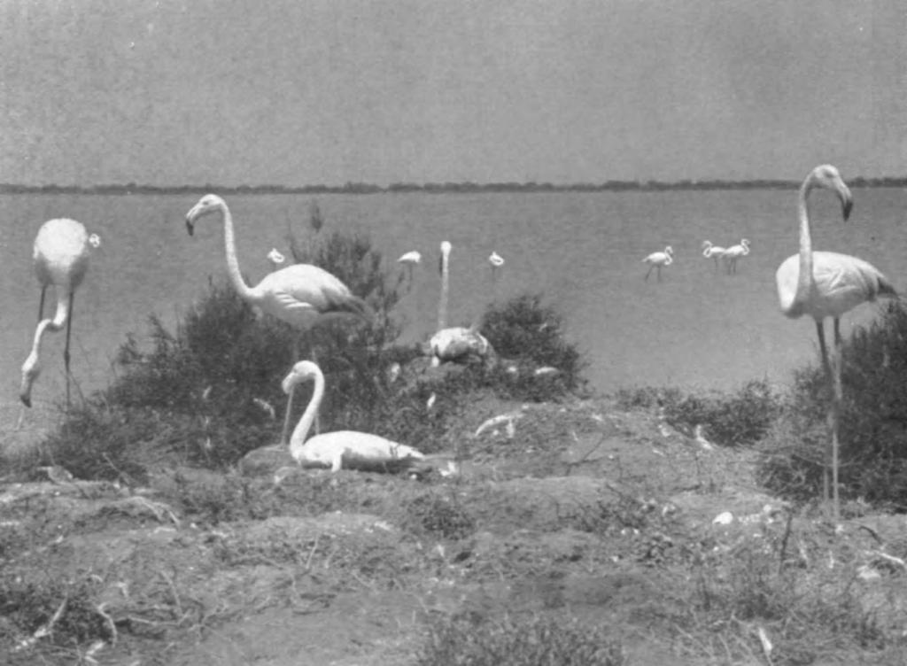 British Birds, Vol. xli, PI. 69. FLAMINGOS AT NESTS, CAMARGUE, MAY, 1948.
