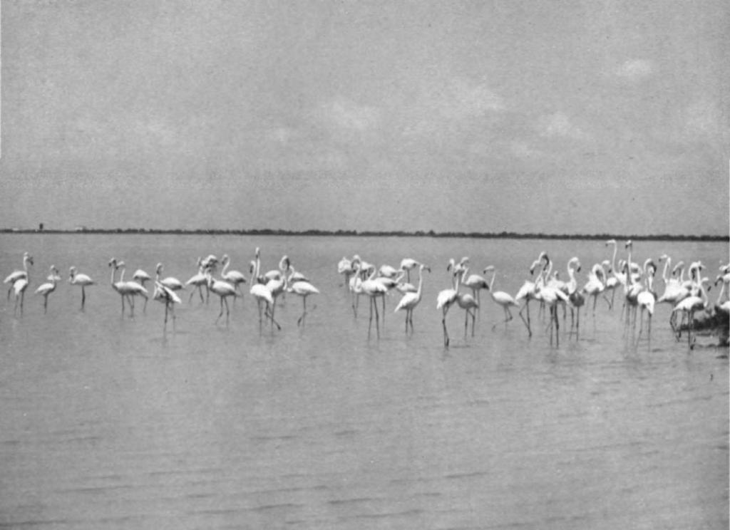 British Birds, Vol. xli, PI. 67. FLAMINGOS IN THE CAMARGUE, MAY, 1948.