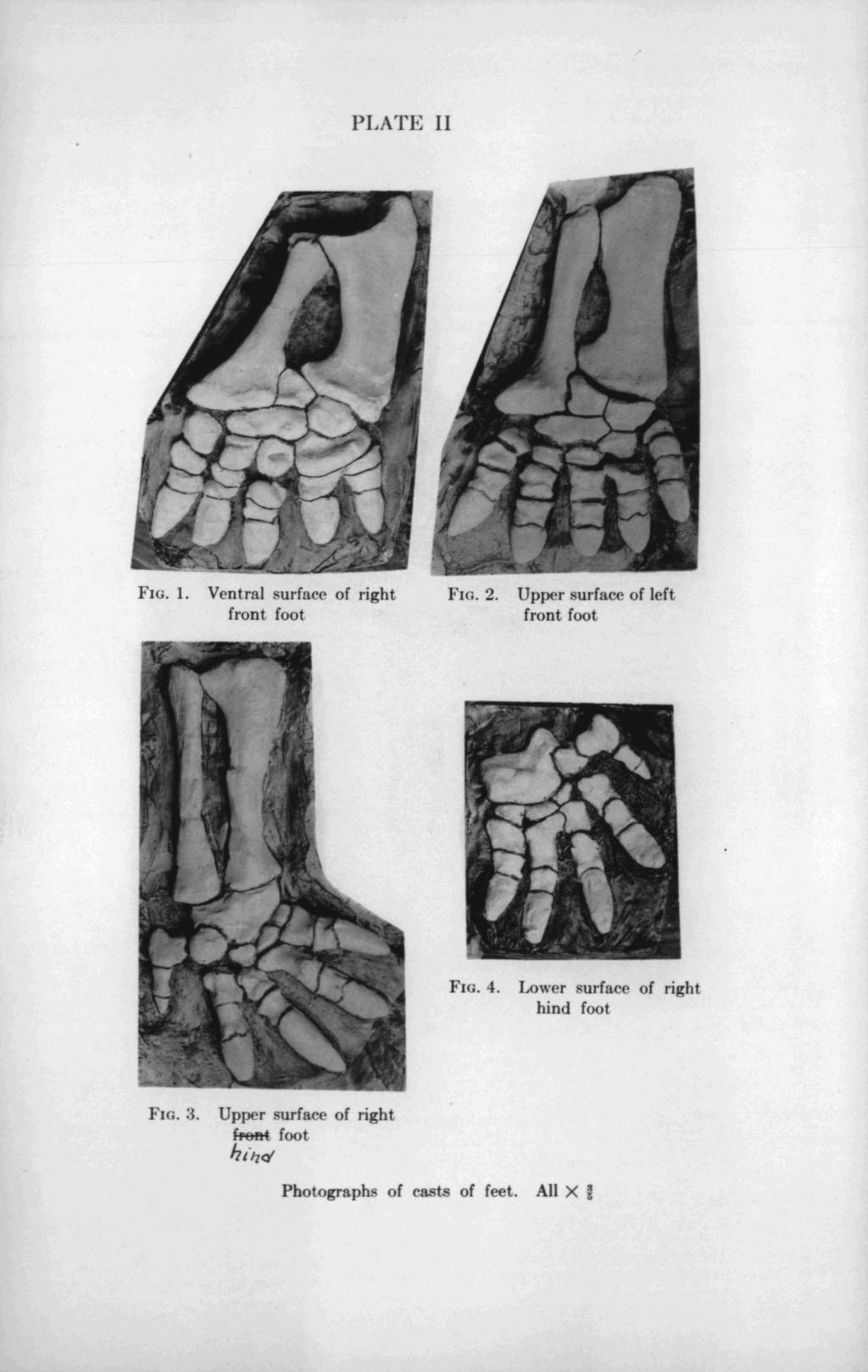 FIG. 1. Ventral surfncc of right FIG. 2. Upper surfacc of left front foot front foot FIG. 4.