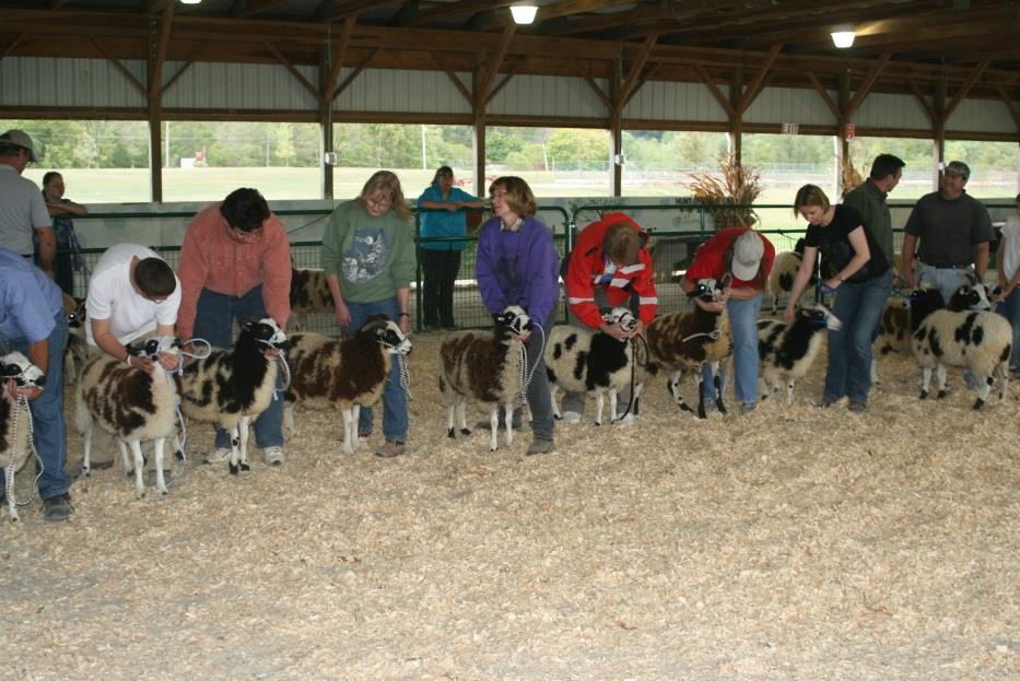 Halter or no halter under control Sheep may be shown with