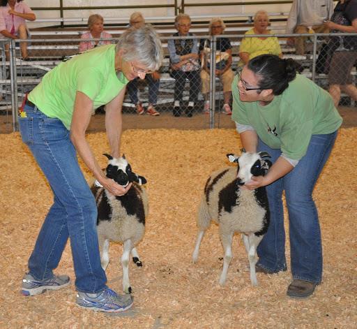 Getting into the Show Ring As Jacob sheep have become more popular, more are entering the show ring at 4H fairs, wool festivals, and other venues. Why show?