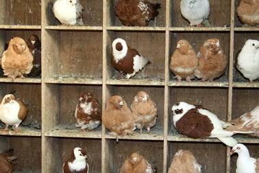 We had come to see the breeder Gerard Adriaanse and his pigeons. But there is more in the hobby than the breeding, as you can hear the breeders frequently say.