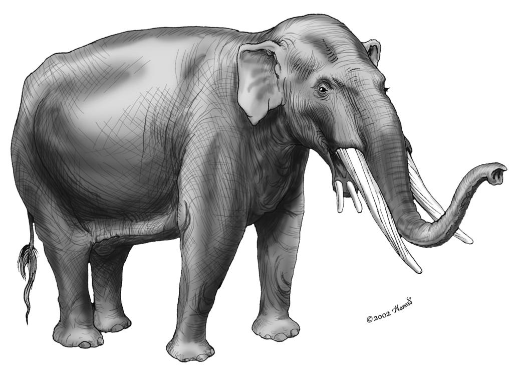 Sketch the fossil: Spiraltusker (Rhynchothere: RINK-o-theer) Spiraltuskers had a spiraling band of enamel around each of its large upper tusks.