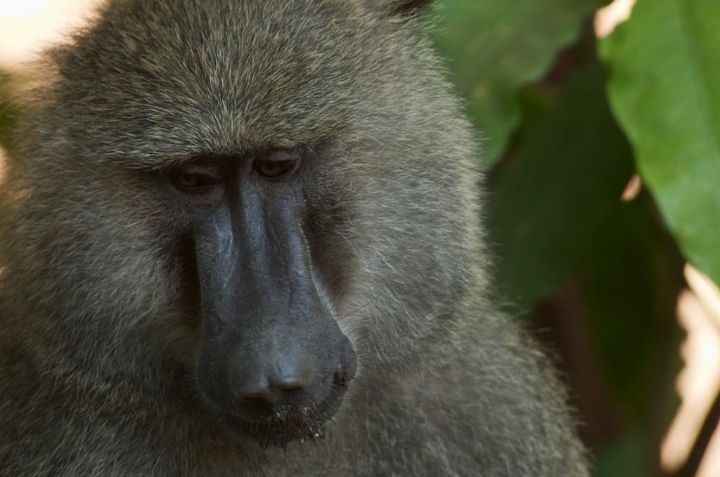 P AGE 5 OLIVE BABOON Featured Animal Photo courtesy of Grant Smith The olive baboon, named for its coat which appears a shade of green-grey from a distance, is found in 25 different all situated