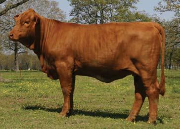 Two are sired by Paul Hill s, Black Synergy bull