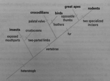 should be placed on the cladogram based on the morphological observations you made. Draw your hypothesis in your notebook.