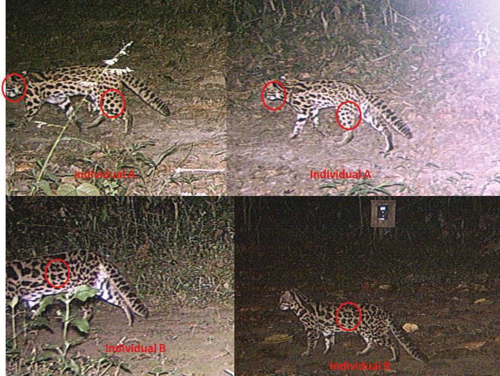 M. Selvan et al.: Leopard cat density estimation 3 Figure 2 Example of individual identification of leopard cat from a camera trap picture. remaining one.