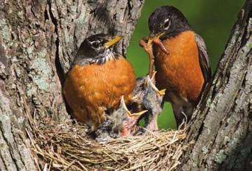 Robins Reader Response The American robin is a very common type of bird in the United States. It is usually found in the eastern part of the country. In early spring, robins appear in the Northeast.