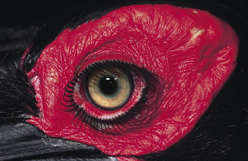 What Birds Evolution has endowed birds with a system of color vision that surpasses