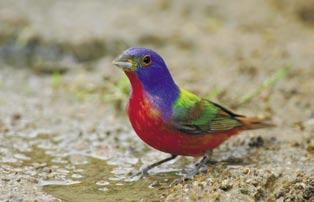 This result means that UV wavelengths are seen as distinct colors by birds and that UV cones participate in a tetrachromatic visual system.
