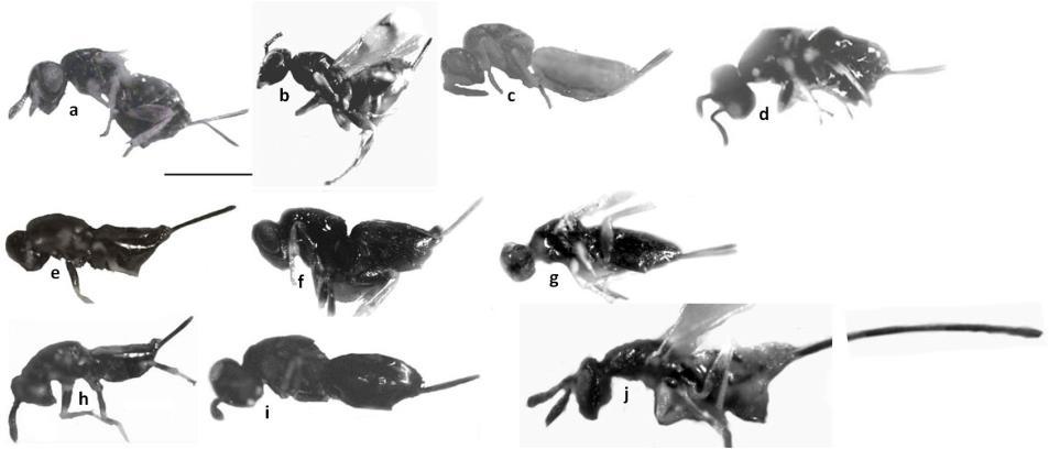 350 Boucek, Z. 1964. Synonymic and taxonomic notes on some Chalcidoidea, with corrections of my own mistakes. Sbornik entomologickeho oddeleni Narodniho Musea v Praze, 36: 543-554. Boucek, Z. 1982.