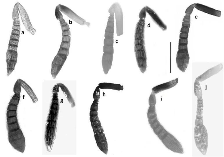 351 Figure 2. Idiomacromerus spp. Female. Antennae. a. I. yunusi sp. nov., b. I. sebnemae sp. nov., c. I. gumusensis sp. nov., d. I. selimensis sp. nov., e. I. aladagensis sp.