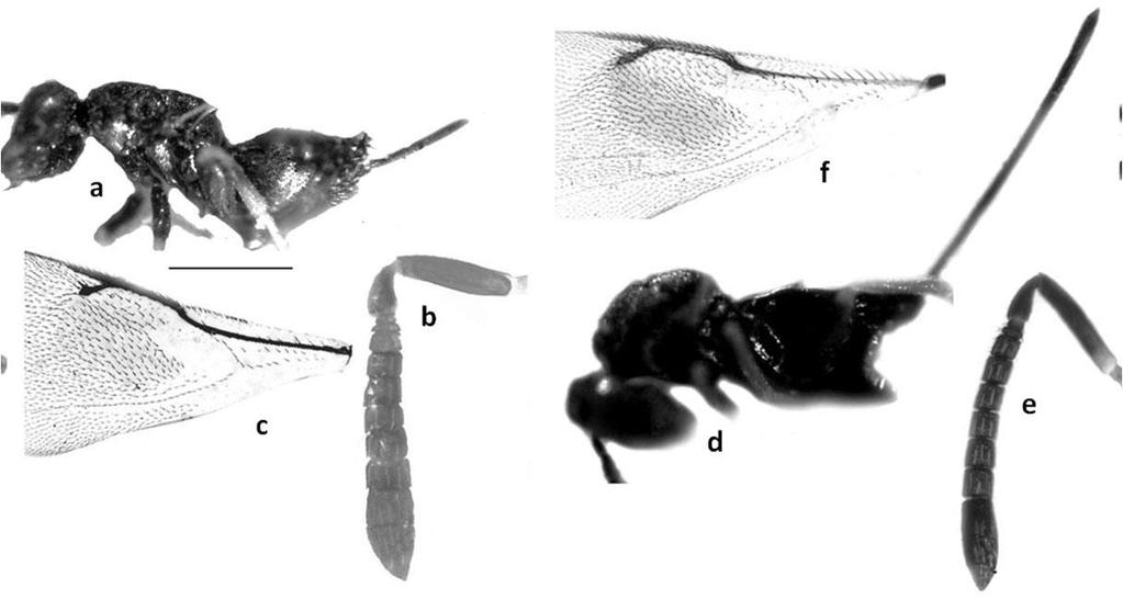 352 Figure 4. Idiomacromerus spp. Female. a,b,c. I. haliti sp. nov.; d,e,f. I. nigdenensis sp. nov., a, d. body; b,e. antennae; c,f. fore wing part (Scale bar for a= 0.