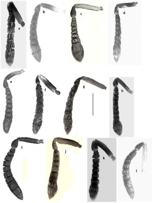 353 Figure 6. Idiomacromerus spp. Female antennae. a. I. oguzhani sp. nov., b. I. mbahadiri sp. nov., c. I. uguranlari sp. nov., d. I. neslihanae sp. nov., e. I. zeynepbanuae sp. nov., f. I. gozuaciki sp.