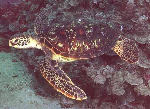 Green Sea Turtle Named for its green body fat Adults:300-350 lbs, carapace about 3 long Main food is sea grass Mature