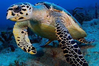 Hawksbill Turtle Named for its beak Adults:100-200 lbs, carapace about 2.