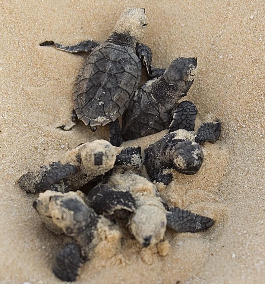 Nest in the tropics; only a few nests are found in Florida each year Nests contain 160 eggs Hawksbill Turtle One turtle