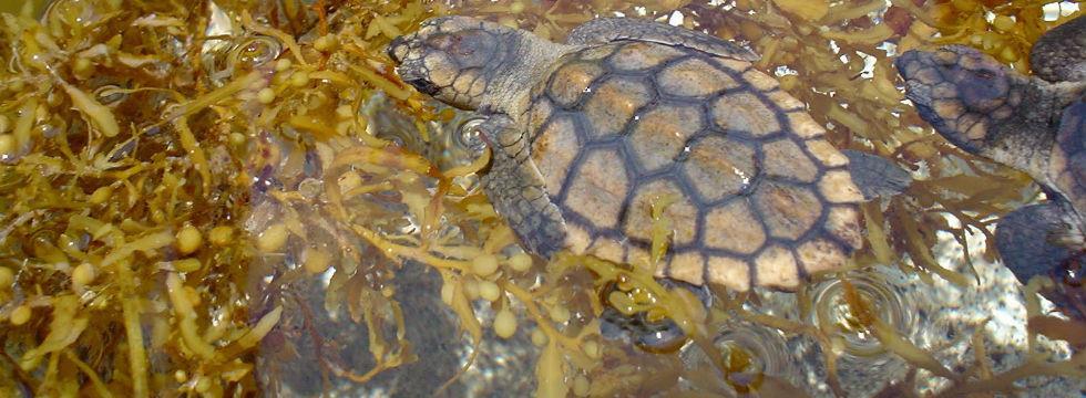 Early Life Strategies Hatchlings swim out to the Gulf Stream Young turtles are carried around the Atlantic Ocean by oceanic currents for as long as 10-15