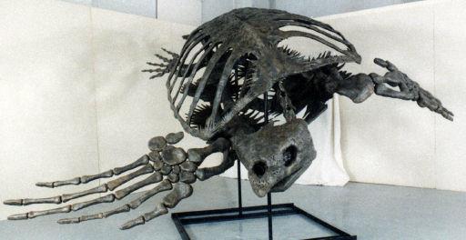 Interesting Facts Archelon is the oldest known