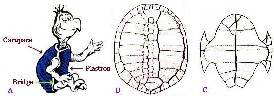 Turtle Anatomy Carapace (upper shell) Plastron (lower shell)