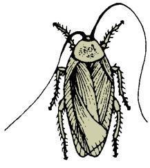 Flattened bodies, thread-like antennae Blattaria (cockroach) 5d.
