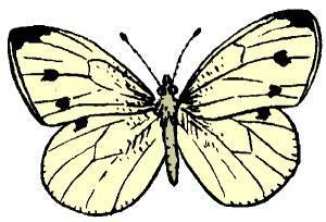 (3b) 7a. Wings membranous go to 8 7b. Wings usually covered with powdery-like scales.