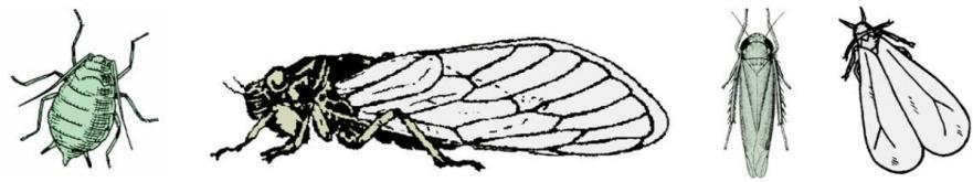 pair of legs. Wings generally held rooflike over body when at rest.