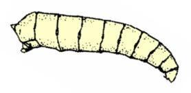 typical of Coleoptera (beetle grub) [details page 313-2] 12c.