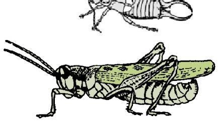 Antennae tread -like. one pair of tail-like cerci on most adults. Orthoptera (grasshoppers, crickets, katydids) 15c.