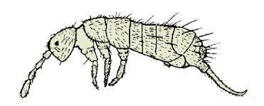 Long, thread-like antennae. Mantodea (mantids) 15e. Very elongated, stick-like insect. Phasmida, (walkingstick) 15f.