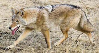 COYOTE Unheard of some years ago, they are now found in every county of the state. Vicki Lindow says, We ve got coyote here in the Springs.