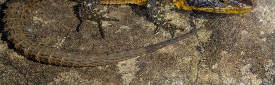 Pseudocordylus microlepidotus fasciatus (Smith, 1838) Cordylus fasciatus Smith, 1838: 32 Type locality: