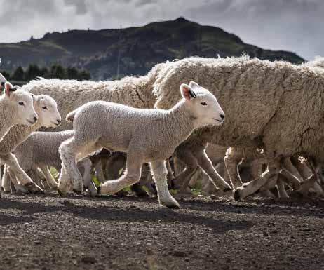 GETTING THE MOST VALUE OUT OF YOUR RAMS Maternal sire Assuming 140% lambs present at docking/ tailing compared to ewes mated, and rams are used for four seasons, Ram C provides $857 more value than