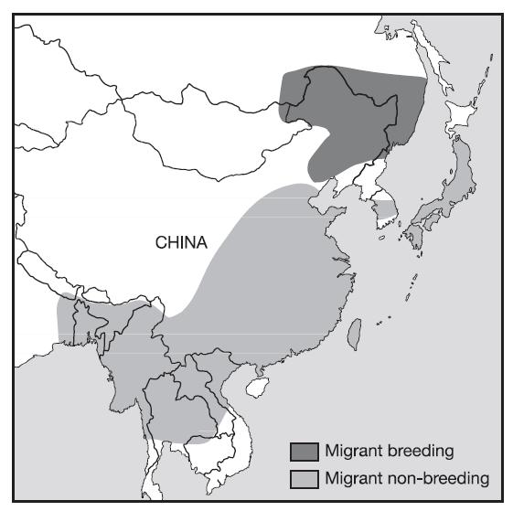 Breeding in south-east Russia and north-east China occurs predominantly in the Amur- Heilongjiang region (encompassing Heilongjiang, Jilin, Liaoning and Inner Mongolia in China, and Buryatia,